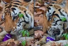 कान्हा टाइगर रिजर्व से आया हैरान करने वाला वीडियो, मुंह में बोतल दबाए चबाता दिखा बाघ Kanha Tiger Reserve