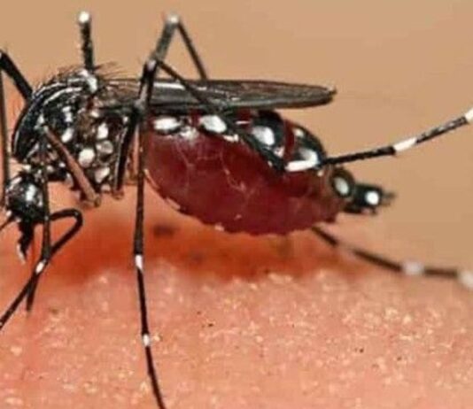 झारखंड में सेरेब्रल मलेरिया का प्रकोप, 150 मामलों के बाद स्वास्थ्य विभाग अलर्ट jharkhand malaria death east singhbhum malaria death malaria new malaria death in jhar