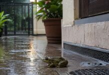 मानसून में मेंढकों से हैं परेशान? नमक समेत ये घरेलू उपाय आएंगे काम Frog Control Tips,How to Keep