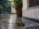 मानसून में मेंढकों से हैं परेशान? नमक समेत ये घरेलू उपाय आएंगे काम Frog Control Tips,How to Keep