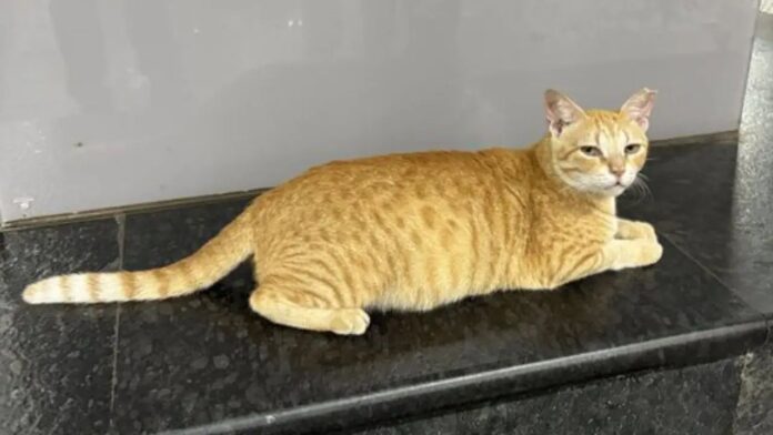 Mumbai Metro cat Mumbai Metro cat