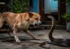 वफादारी की मिसाल! कोबरा से लड़ते-लड़ते कुत्ते ने मालिक के लिए दे दी जान Dog fought Cobra drove it away from house and sacrificed its life for its owner
