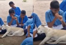 गोद में सोते पप्पी ने जीता इंटरनेट का दिल, वीडियो हुआ वायरल puppy sleeps in lap of student