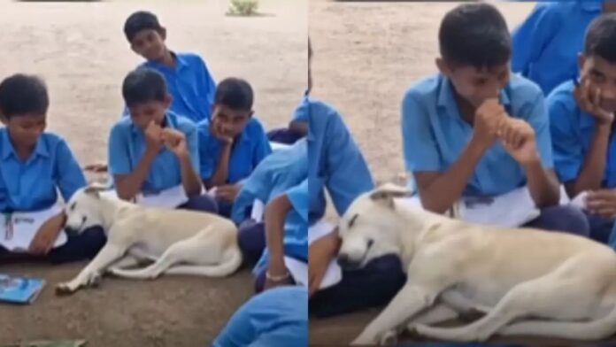 puppy sleeps in lap of student puppy sleeps in lap of student