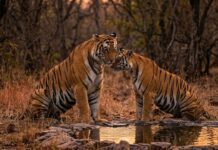 रणथंभौर का सबसे खूंखार बाघ था उस्ताद, लेकिन नूर के आगे बदल जाता था उसका अंदाज, पढ़ें जंगल के इस ‘पावर कपल’ की कहानी ranthambore tiger love story