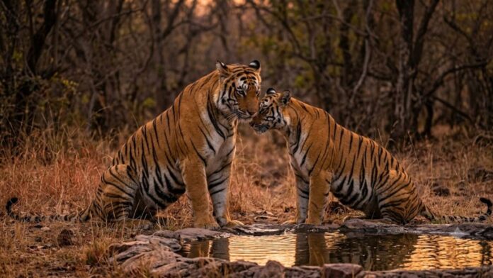 ranthambore tiger love story