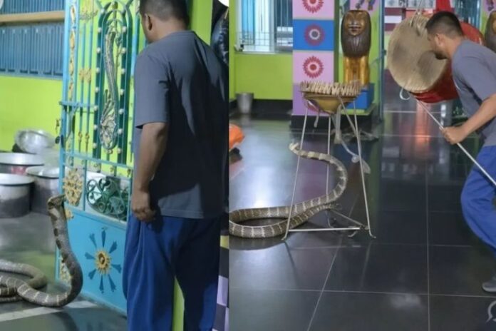 King Cobra rescue, Odisha temple snake, Ganjam Ratnei temple