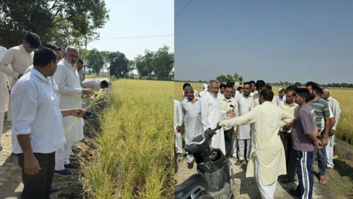 ओलावृष्टि से धान की फसल तबाह, किसानों को मुआवजा दिलाने के लिए आगे आए लक्ष्मण नापा