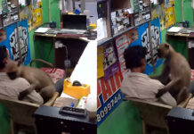 दुकानदार के पास पहुंचा लंगूर, हमला करने के बजाय लगाया गले; वीडियो सोशल मीडिया पर वायरल