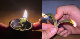 बिना तेल के जलती है ये पत्ती, बालकनी में चमत्कारी पौधा, पूजाघर में ऐसे करें इस्तेमाल